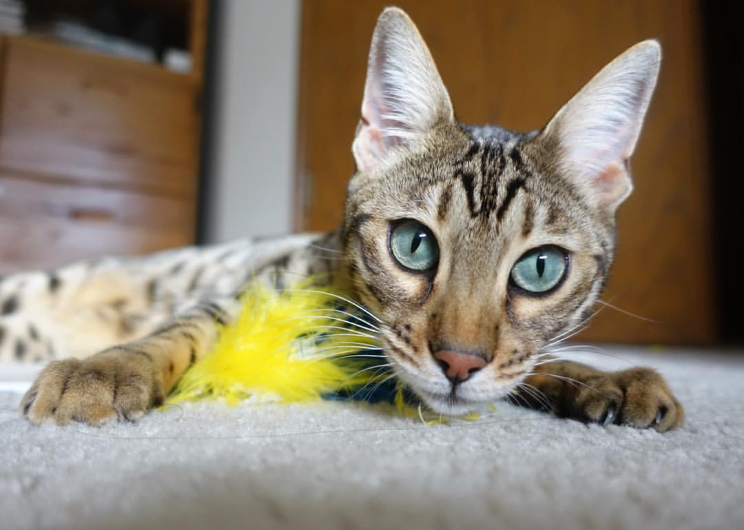 东决之夜，凡人之躯如何比肩神明？