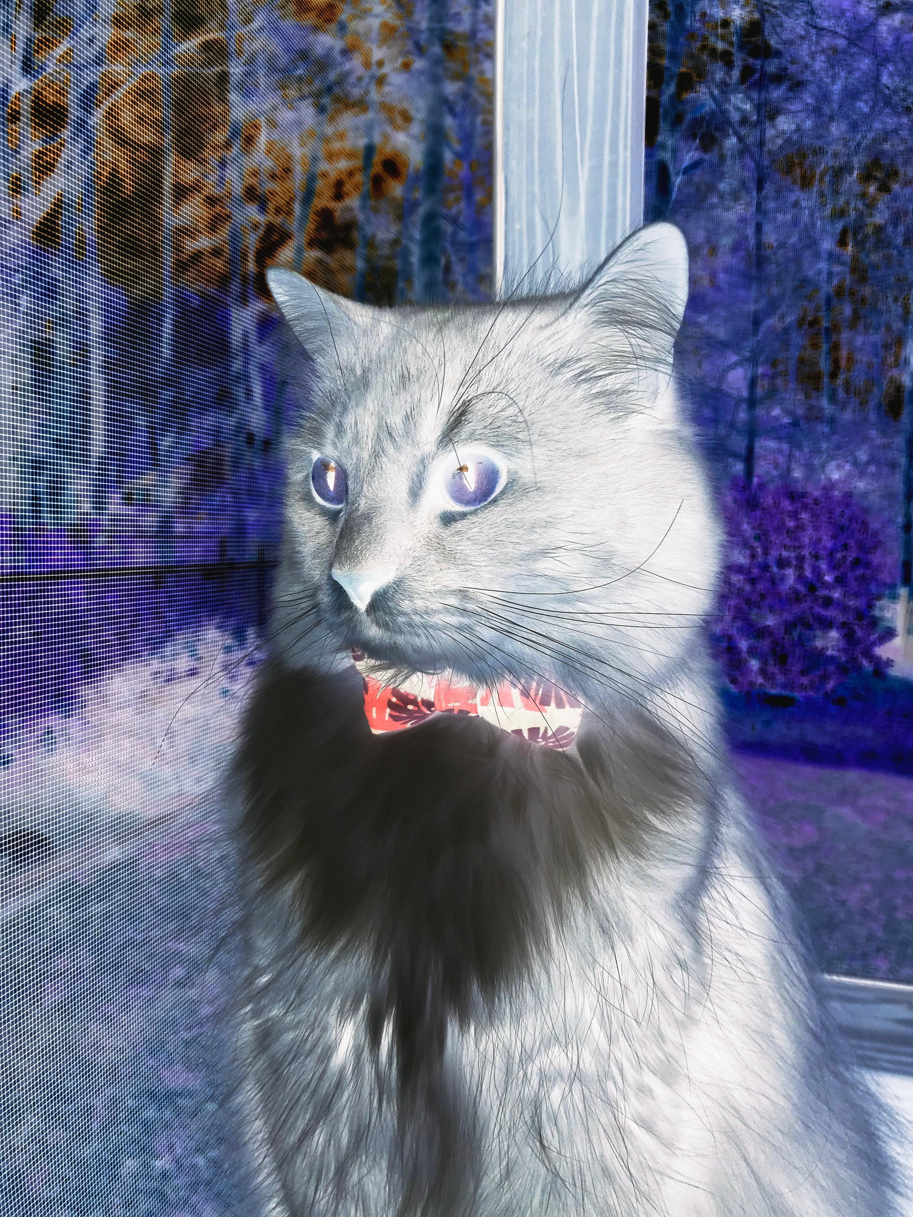 开云官网-跨洋较量的双面镜，上海队血拼尼克斯与戈贝尔季后赛的统治之路