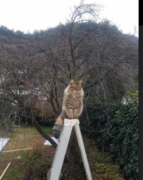 铁血山西掀进攻狂潮,英格拉姆关键接管锁定胜局