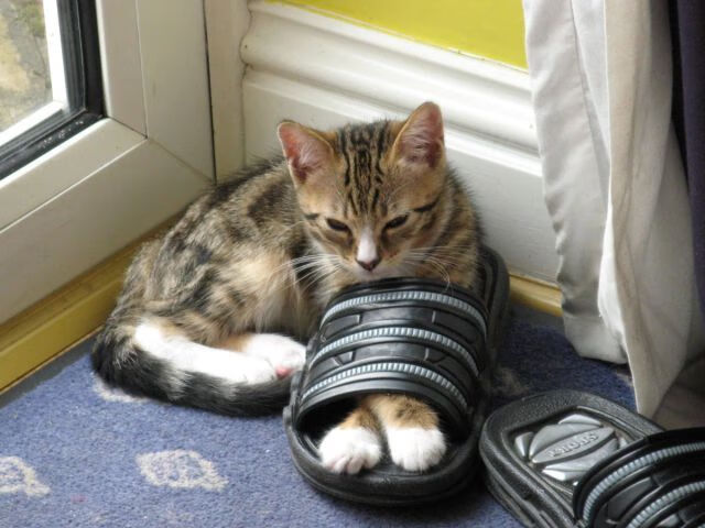 赛场奇迹,从戈贝尔欧冠封神到奇才绝杀背后,改写剧本的超凡时刻