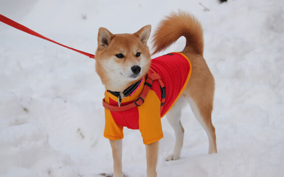 蓝鹰啄破红狼心，基耶萨利刃定乾坤