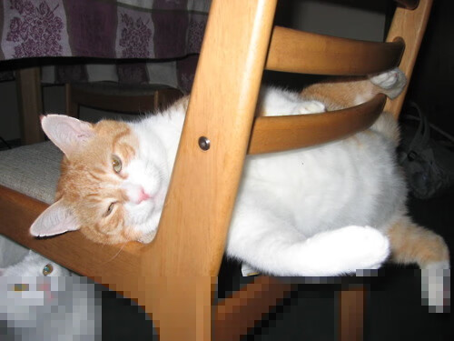 开云体育官网-从马刺克星到总决赛王者，贝恩如何炼成灰熊的终极武器