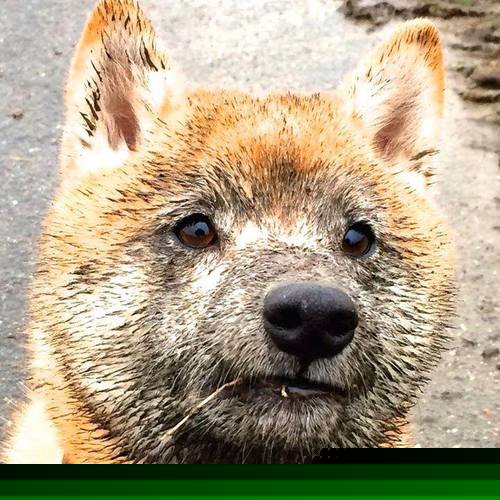 双线奇迹，当突尼斯撕裂北欧童话，马丁内利在德甲争冠硝烟中加冕