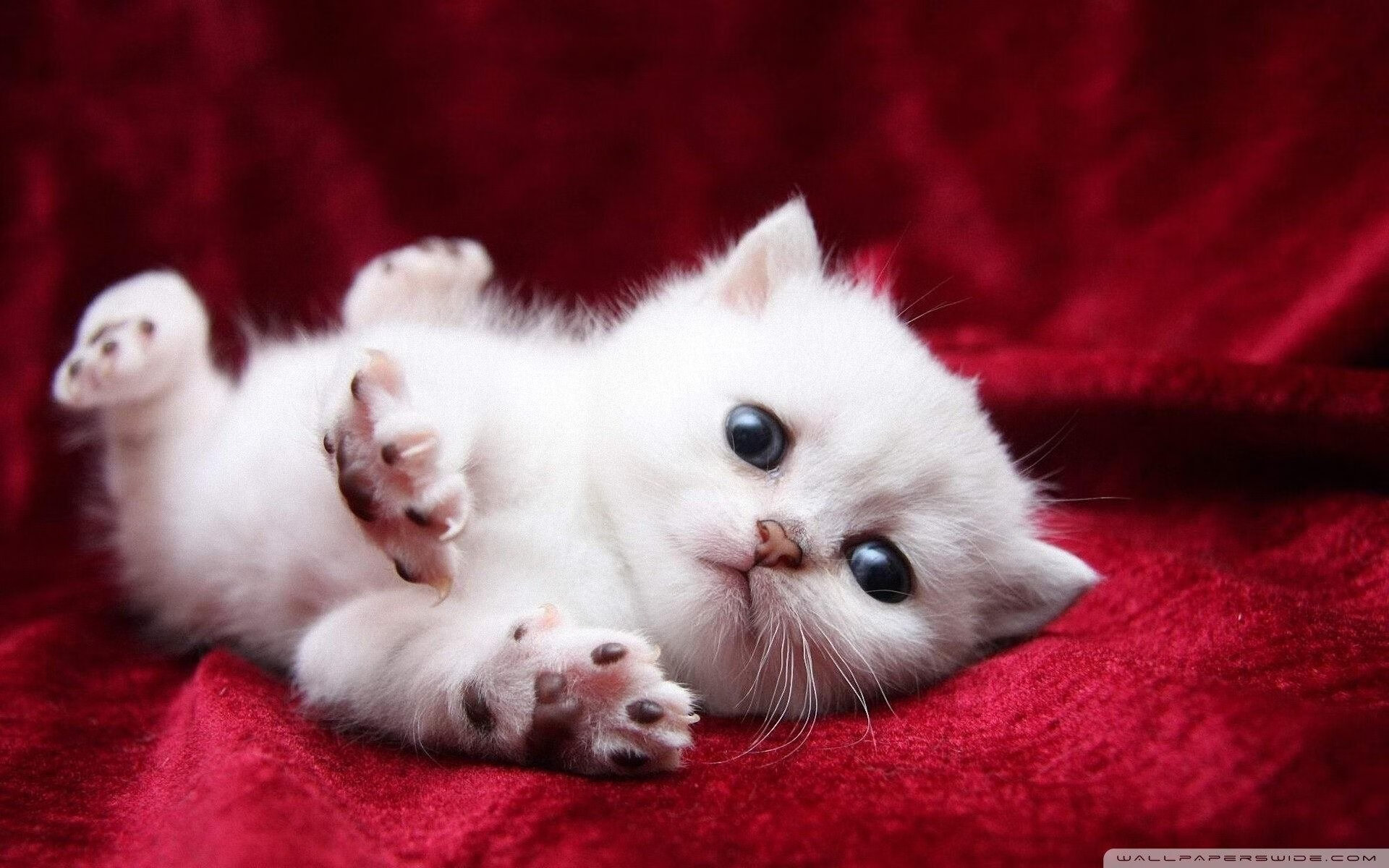 开云体育-南美风暴卷过非洲雄狮，巴斯托尼一脚定乾坤，秘鲁逆境争冠