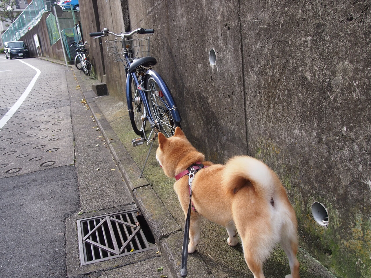 压力下的反击,戈贝尔爆发引领太阳战胜山西队