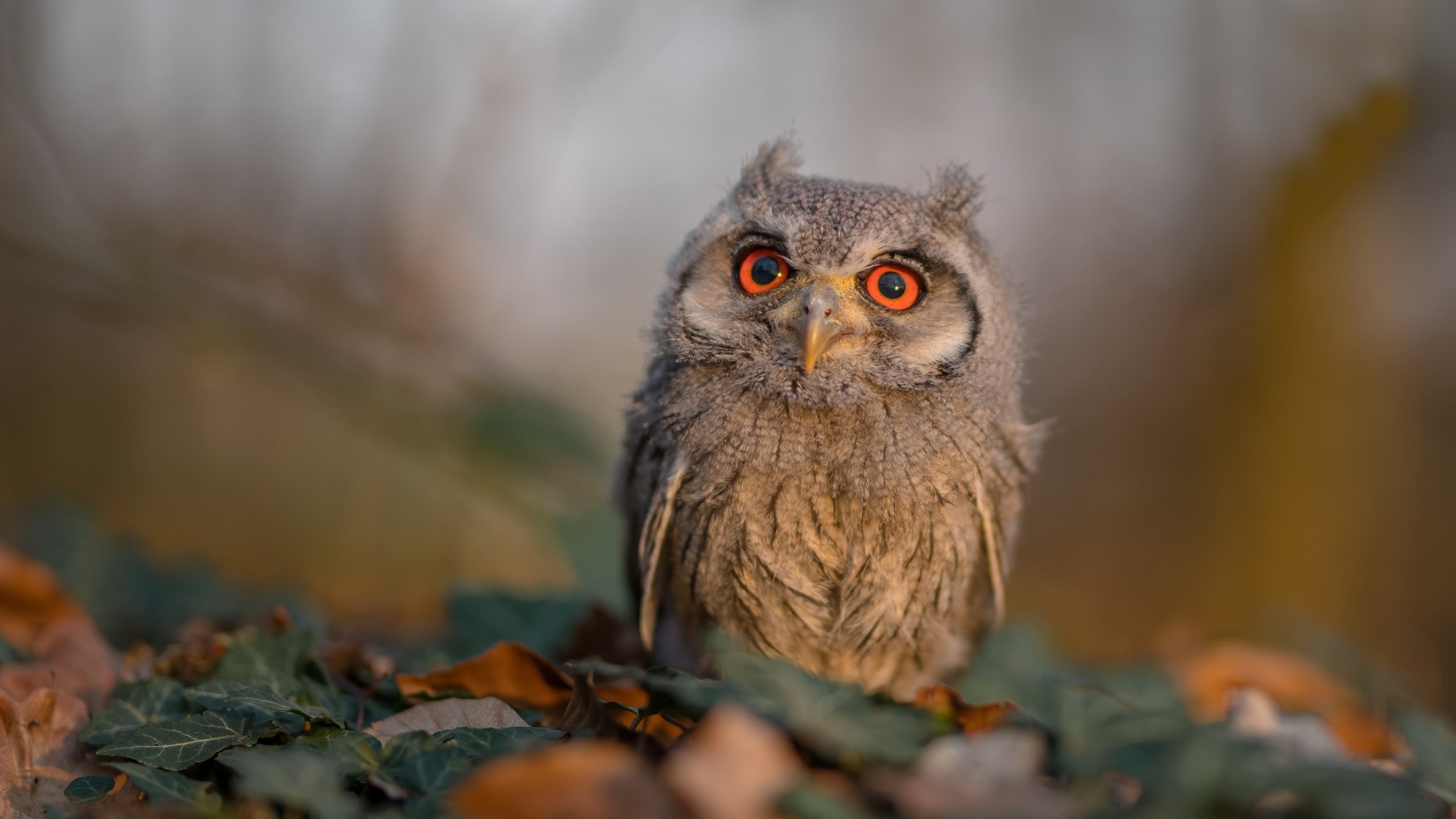 乌克兰加时赛的逆袭与贝林厄姆的统治级表演，当团队韧性遇上个人天赋
