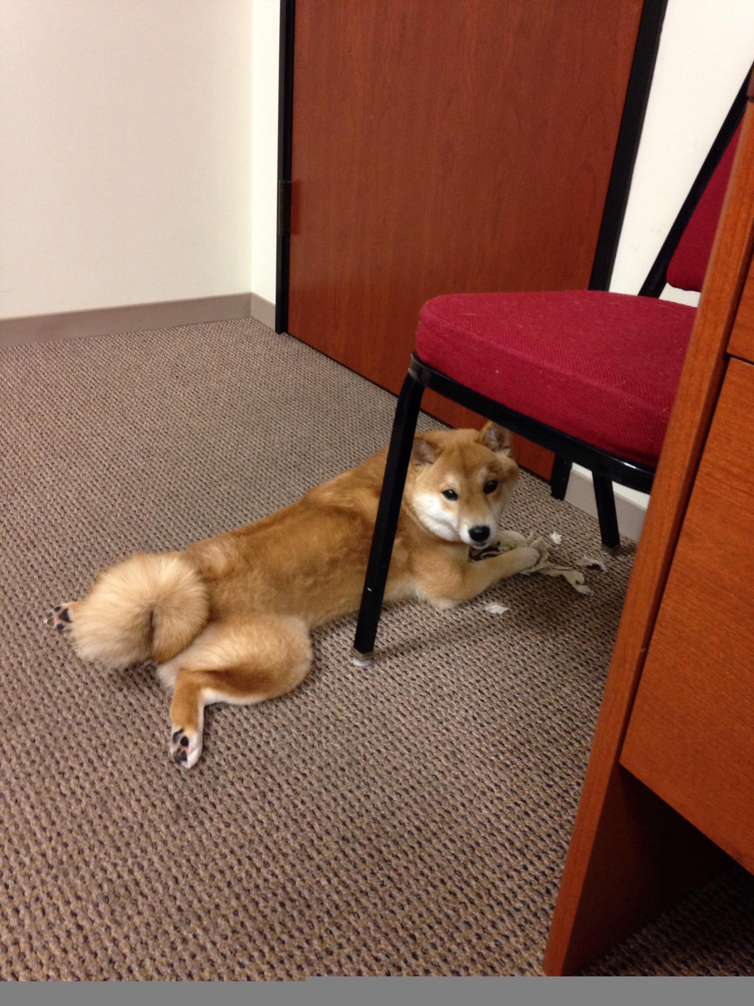 姆巴佩闪耀友谊赛，阿尔及利亚对阵勒沃库森，法国巨星打出统治级数据