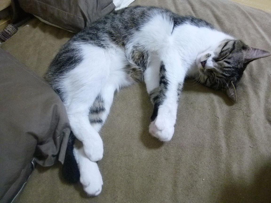 开云平台-杰伦格林末节暴走，骑士惊天逆转快船