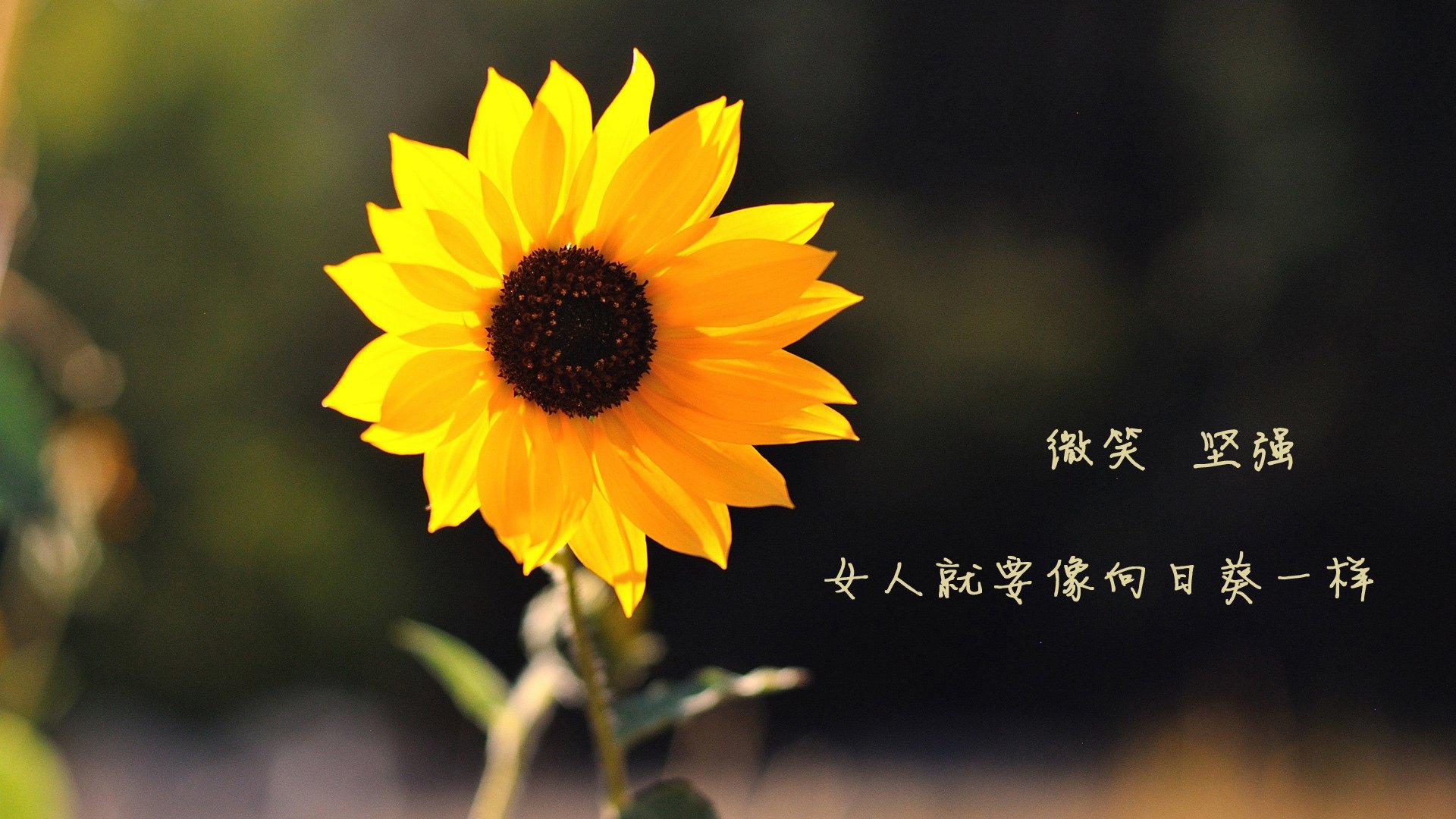 -血色童话，乌拉圭的铁骑与久保建英的致命一刀